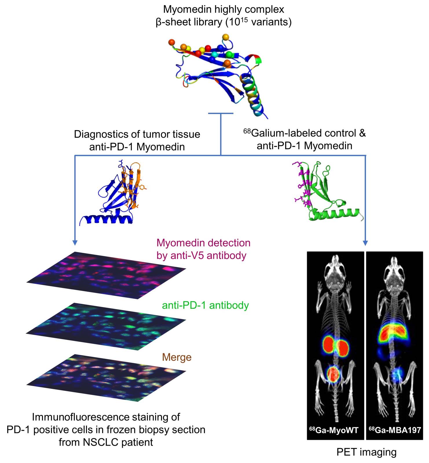 Graphical_abstract_Mierzwicka_et_al