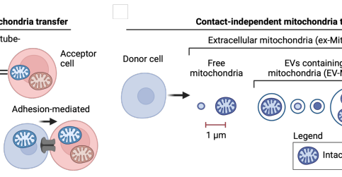 Horizontální mitochondriální přenos: Nový podobor buněčné biologie