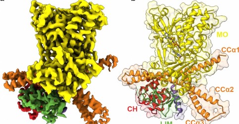 Na dynamiku buněk má zásadní vliv protein MICAL1, kontroluje buněčný cytoskelet