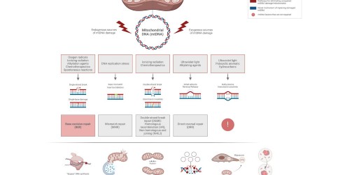 Mitochondriální DNA a její poruchy a opravy v nádorových onemocněních