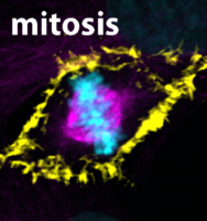 mitosis