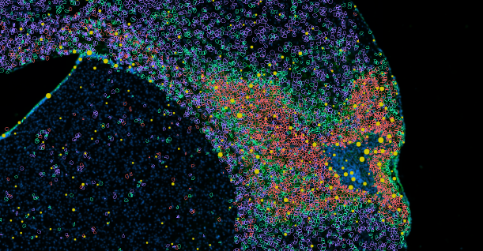 Laboratory of Glial Biology and Omics Technologie